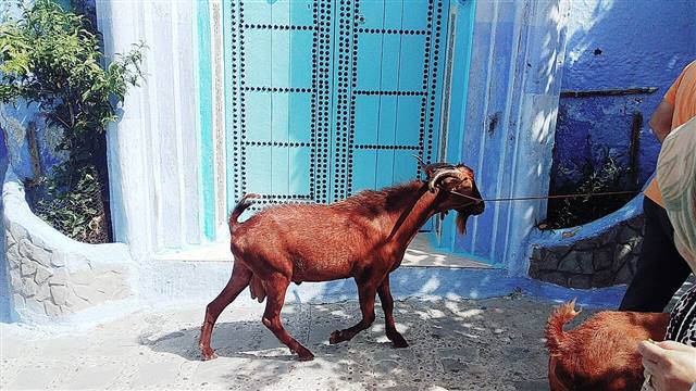 Chefchaouen, Marokko