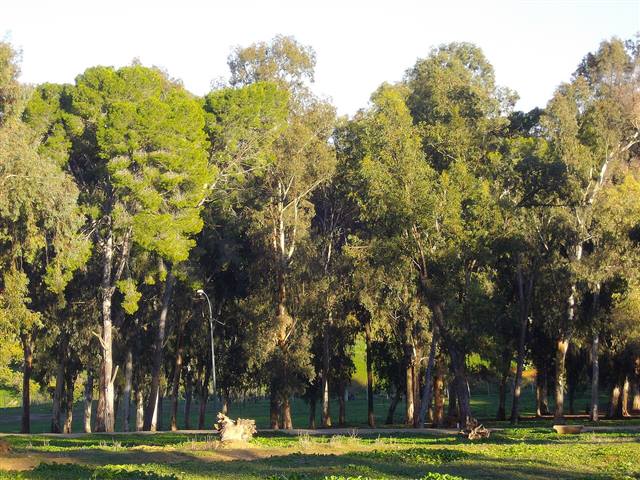 Rommani, Marokko
